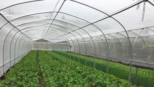 Cách làm nhà lưới trồng rau sạch đơn giản tại nhà