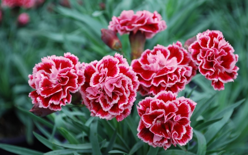 Tìm hiểu về nguồn gốc của hoa cẩm chướng