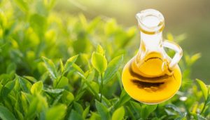 Tinh dầu chiết xuất từ trà xanh