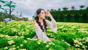 cúc họa mi tại fresh garden đà lạt đà lạt