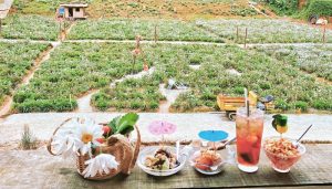 kem dâu cúc họa mi