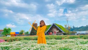 top 06 vườn hoa cúc họa mi đà lạt đẹp như thiên đường