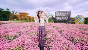 vì sao hoa cúc họa mi đà lạt được nhiều người yêu thích?