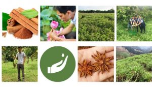 Vipsen - Công ty tinh dầu hàng đầu Việt Nam