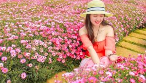 vườn hoa cúc họa mi đà lạt tại fresh garden