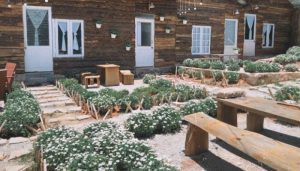 vườn hoa cúc họa mi tại nhà 37plus