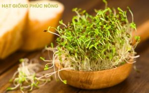 mua rau mầm tại Phúc Nông Seeds