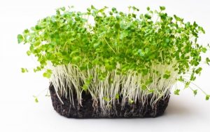 hướng dẫn chọn giống rau mầm