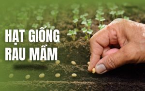 hạt giống rau mầm