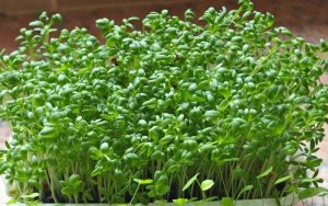 rau mầm cải xanh