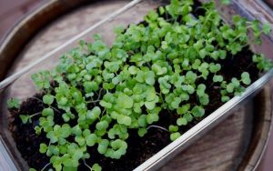 rau mầm súp lơ xanh