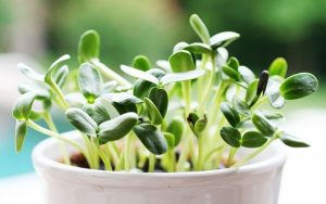 rau mầm hạt hướng dương