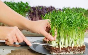 rau mầm rau muống