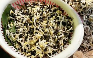 rau mầm đậu đen