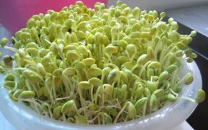 rau mầm đậu nành